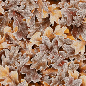 Hoffman brown leaves